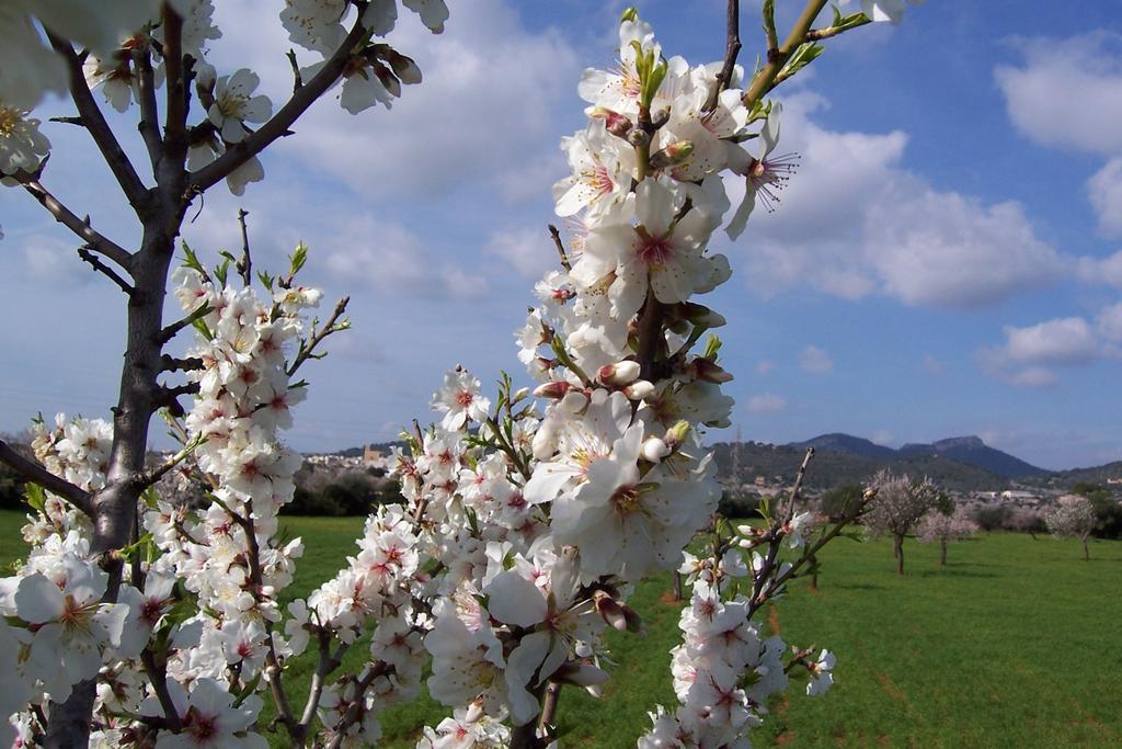 Agroturisme Can Bessol S'Horta Quarto foto